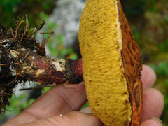 Suillus spectabilis