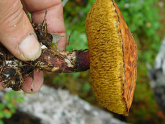 Suillus spectabilis