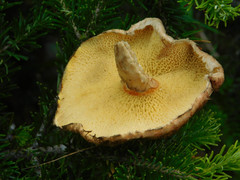 Suillus spectabilis