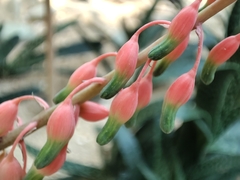 Gasteria