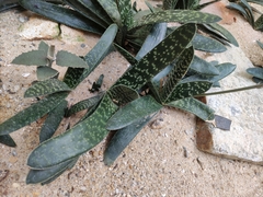 Gasteria