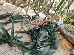 Gasteria