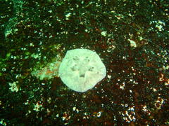 Parvulastra dyscrita