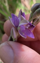 Thelymitra angustifolia