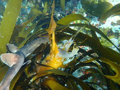 Haploblepharus pictus