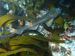 Haploblepharus pictus