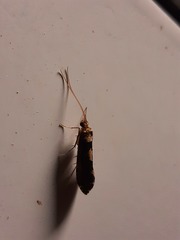 Polyplectropus