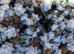 Helichrysum saxicola