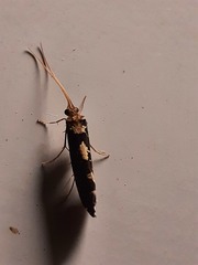 Polyplectropus