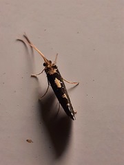 Polyplectropus