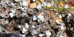 Helichrysum saxicola