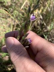 Thelymitra angustifolia