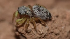 Heliophanus equester