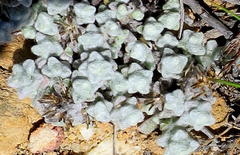 Helichrysum saxicola