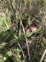 Thelymitra angustifolia