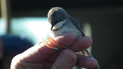 Apalis thoracica claudei