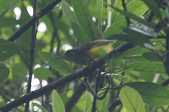 Phyllergates cucullatus