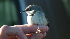 Apalis thoracica claudei