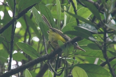 Phyllergates cucullatus