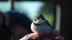 Apalis thoracica claudei