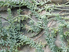 Sedum burrito