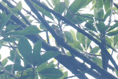 Phyllergates cucullatus