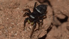 Heliophanus lineiventris