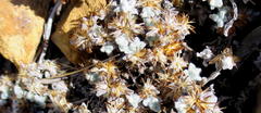 Helichrysum saxicola