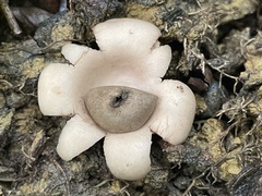 Geastrum litchiforme