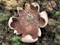Geastrum litchiforme
