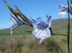 Gladiolus gracilis
