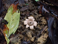 Geastrum litchiforme