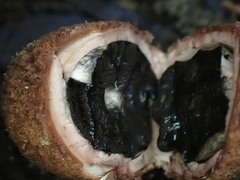 Geastrum litchiforme