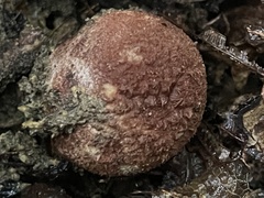 Geastrum litchiforme