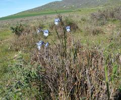 Gladiolus gracilis