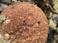 Geastrum litchiforme