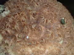 Geastrum litchiforme