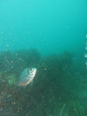 Boopsoidea inornata