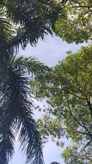 Crematogaster rogenhoferi