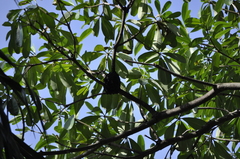 Crematogaster rogenhoferi