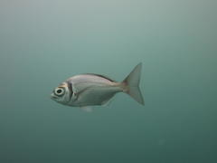 Boopsoidea inornata