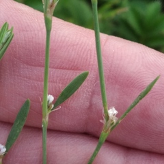 Polygonum novoascanicum
