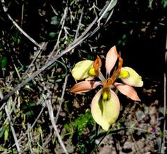 Moraea papilionacea