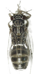 Bactericera cockerelli