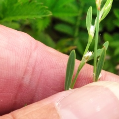 Polygonum novoascanicum