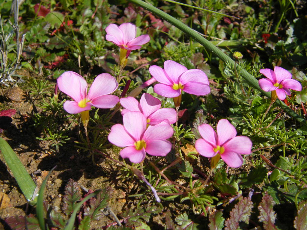 Carpet Sorrel