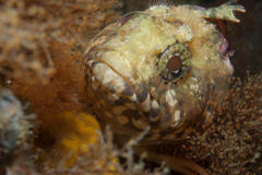 Clinus taurus