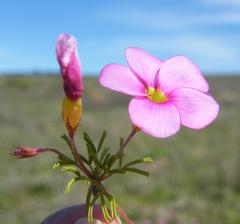 Oxalis glabra