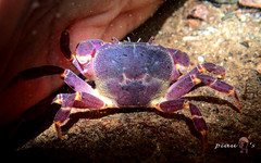 Geothelphusa miyazakii