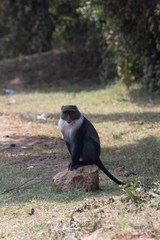 Cercopithecus mitis kolbi